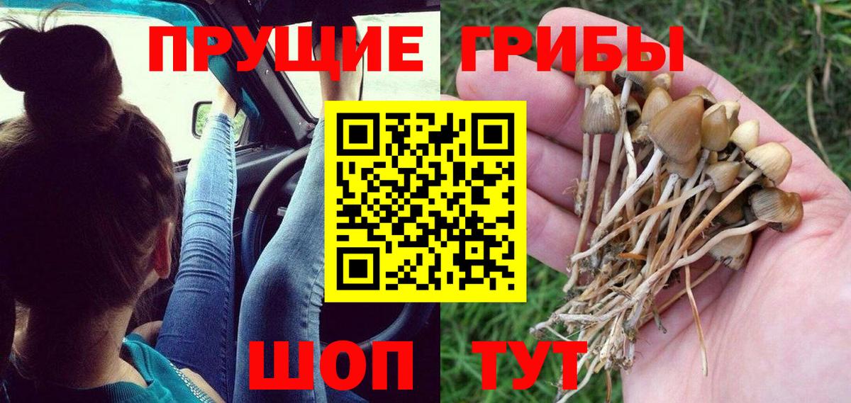 Псилоцибиновые грибы Psilocybe Елабуга